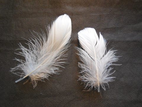 2pcs White Stripped Hat Mount feather Millinery DIY craft feathers for sale
