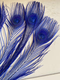 Craftuneed Bundle 8pcs Royal Blue Peacock Feather hat mount Feather For Millinery DIY Art craft