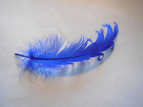 A Piece of Royal Blue Stripped Hat Mount feather Millinery/DIY craft feather