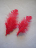 2pcs Red Stripped Hat Mount feather Millinery DIY craft feathers for sale