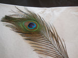 A Piece of peacock Hat Mount feather Millinery / DIY craft feather around25-29cm