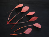 6pcs Stripped Hat Mount Orange & peach feather Millinery DIY craft feather