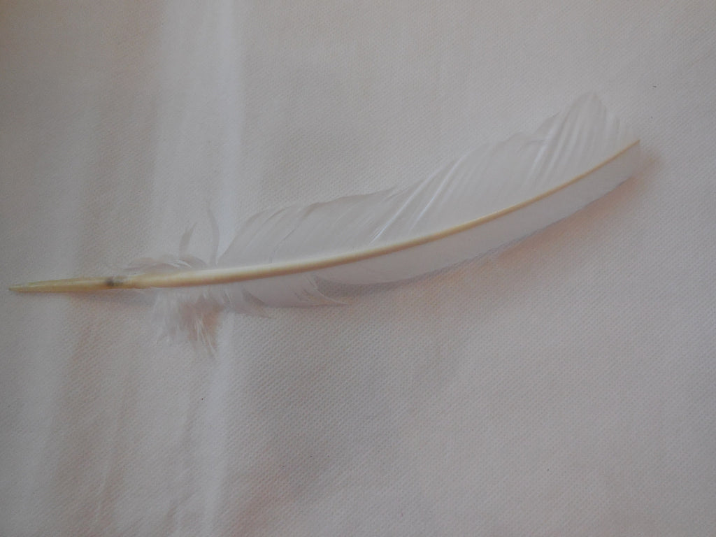 A large stripped hat mount feather / Millinery DIY craft feather is for sale. . Various colours . Sold by per piece